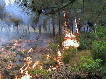 Πυρκαγιά σε κατοικημένες περιοχές στο Πήλιο