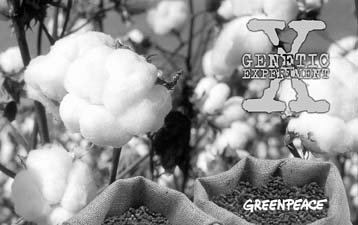 Με ζημίες ενός τρισ. δραχμών απειλείται η χώρα μας από το μεταλλαγμένο βαμβάκι