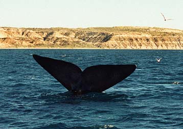 Πολύ κοντά στην εξαφάνιση βρίσκεται είδος μεγάλης φάλαινας