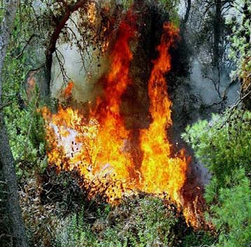 Υπό έλεγχο η πυρκαγιά στην Κυπαρισσία