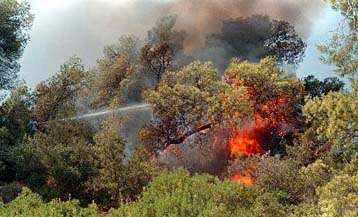 Στις φλόγες δασική έκταση στην Καισαριανή