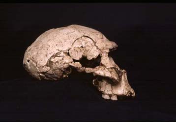 Και όμως, ο άνθρωπος του Νεάντερταλ… επιστρέφει