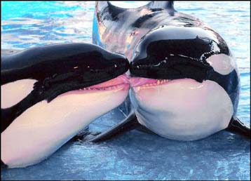 Η φαλαινοθηρία επιστρέφει