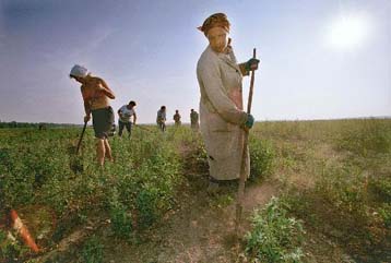 Η γεωργία γεννήθηκε στην Τουρκία, ισχυρίζονται Ισραηλινοί ερευνητές