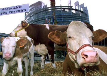 Ελέγχονται χιλιάδες βοοειδή στη Γαλλία υπό το φόβο των τρελών αγελάδων