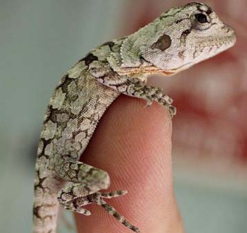 Τι μυστικό κρύβουν τα πόδια της σαύρας;