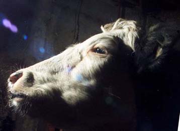 Στο Συμβούλιο Υπουργών Γεωργίας η απόφαση για το …κοκορέτσι