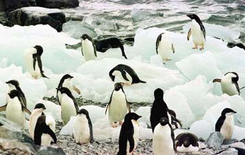 Το δικό του… bar-code έχει κάθε πιγκουίνος