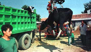 Μειώνονται τα κρούσματα αφθώδους πυρετού – Ερώτηση στη Βουλή για έλλειψη κτηνιάτρων