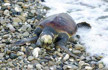 Αρχίζει τη λειτουργία του το καταφύγιο της Καρέτα-Καρέτα