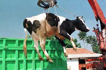 Στα δύο δισ. δραχμές οι ζημιές από τον αφθώδη πυρετό στον Εβρο