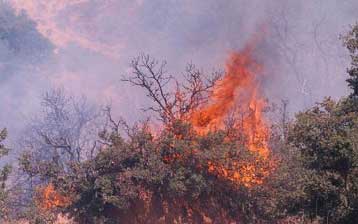 Πυρκαγιές μικρής έκτασης σε Κορινθία, Φθιώτιδα και Ιωάννινα