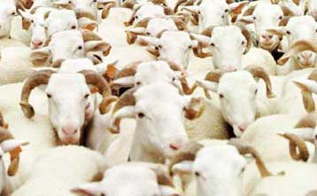 Επιβολή περιοριστικών μέτρων από την ΕΕ, λόγω αφθώδους πυρετού – Θανάτωση εκατοντάδων βοοειδών