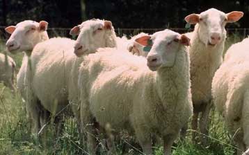 Βελγικό απαγορευτικό στα ελληνικά κρέατα λόγω αφθώδους πυρετού