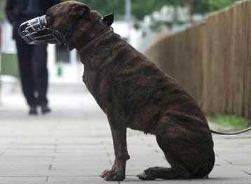 Προσοχή, ο Sony Aibo δαγκώνει!