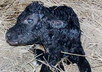 Κλωνοποιημένη αγελάδα αποκτά… απόγονο για πρώτη φορά