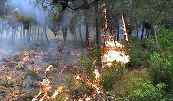 Σε εξέλιξη η πυρκαγιά στη Σάμο – Αλλα εννέα μέτωπα σε ολόκληρη τη χώρα