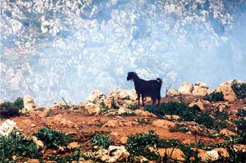 Φρένο βάζει το ΣτΕ στη χωματερή των Χανίων μετά το ευρωπρόστιμο