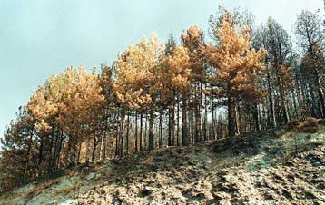 Περισσότερες πυρκαγιές τον Ιούνιο σε σχέση με πέρυσι