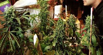 Αναλγητικά από κάνναβη