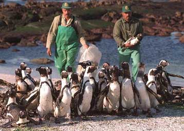 Επιχείρηση διάσωσης των πιγκουίνων στη Νότιο Αφρική