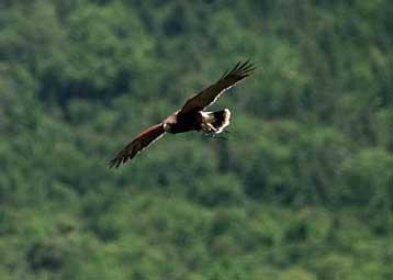 Πού πηγαίνουν τα αλμπατρός;