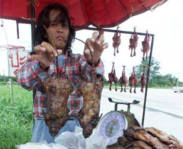 Βρέχει… αρουραίους στο Παλέρμο