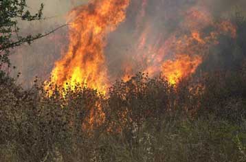 Υπολειτουργεί η Δασική Υπηρεσία – Παραμένουν κλειστά 1.100 δασοφυλάκια