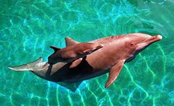 Δελφίνι σώζει παιδί στην Ιταλία