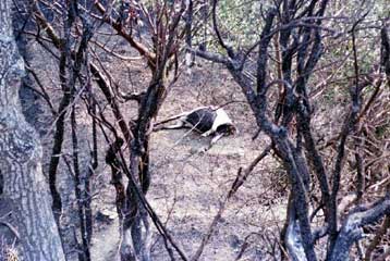 Αναζωπυρώθηκαν οι πυρκαγιές στους νομούς Ιωαννίνων και Αρκαδίας