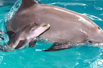 Πώς χαιρετιούνται τα δελφίνια