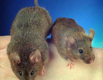 Επιστήμονες έκαναν το δέρμα ποντικιών… διαφανές