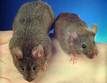 Προστασία από τον καρκίνο προσφέρει η βιταμίνη D, σύμφωνα με νέα έρευνα