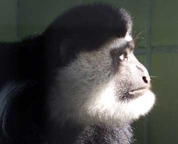 Τη χαρτογράφηση του DNA του χιμπατζή προτείνουν Αμερικανοί βιολόγοι