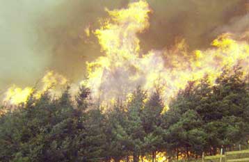 Πύρινα μέτωπα μαίνονται ανεξέλεγκτα στη Ν.Γαλλία και την Κορσική