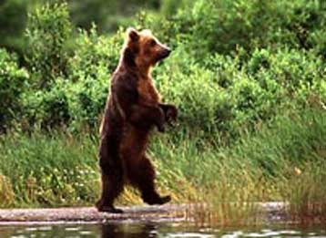 Απειλείται δάσος στις Σέρρες, όπου ζουν προστατευόμενα είδη του ζωικού βασιλείου