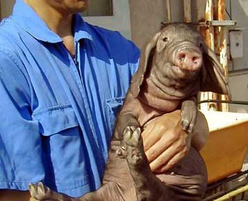 Αμφιβολίες για την ασφάλεια μοσχευμάτων από χοίρους