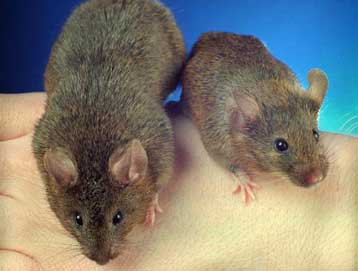 Ανακαλύφθηκε o μοριακός διακόπτης της παχυσαρκίας