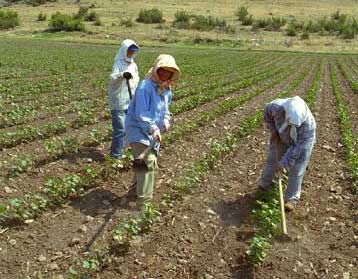 Στη Δικαιοσύνη προσφεύγει εταιρεία που φέρεται αναμεμειγμένη στο σκάνδαλο με το μεταλλαγμένο βαμβάκι