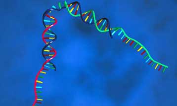 Επιστήμονες κατασκεύασαν μικρoσκοπικό εργαλείο από DNA