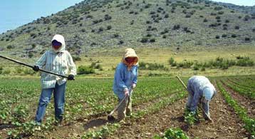 Το μεταλλαγμένο βαμβάκι θα περάσει στην τροφική αλυσίδα, προειδοποιεί το υπουργείο Ανάπτυξης