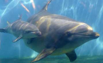 Απογραφή των δελφινιών στο βορειοανατολικό Αιγαίο