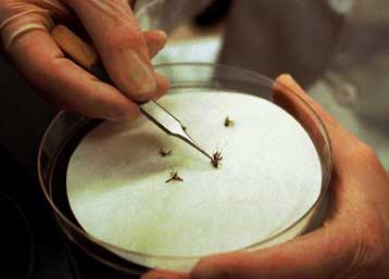 Πρώτο κρούσμα του ιού του Δυτικού Νείλου σε άνθρωπο φέτος