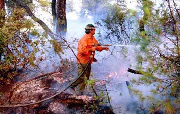 Ρεκόρ δασικών απωλειών από τις πυρκαγιές του φετινού Ιουλίου