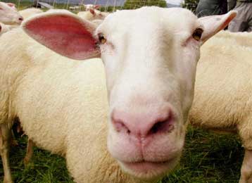 Και τα πρόβατα μπορούν να προσβληθούν από τη νόσο των τρελών αγελάδων