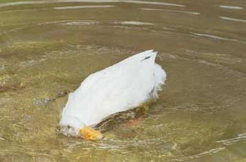 Η Περιφέρεια Αττικής υπεύθυνη για την εικόνα εγκατάλειψης του Εθνικού Κήπου