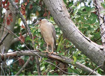 Διήμερο αφιερωμένο στην παρατήρηση πουλιών