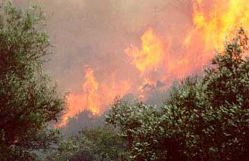 Εσβησε η φωτιά που εκδηλώθηκε το πρωί της Πέμπτης στον Υμηττό