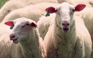 Με μία απλή εξέταση αίματος θα εντοπίζεται στον άνθρωπο η νόσος της Κρόιτσφελντ Γιάκομπ