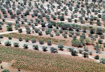 Υψηλότερη φέτος η επιδότηση της ΕΕ για το ελαιόλαδο